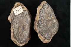 Foto (Detailansicht) von Plantae indet.  (NHMW-GEO-2024-0188-11587)